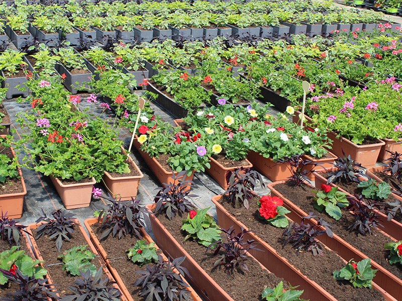 Dauergrabpflege Hammelburg  Umgebung