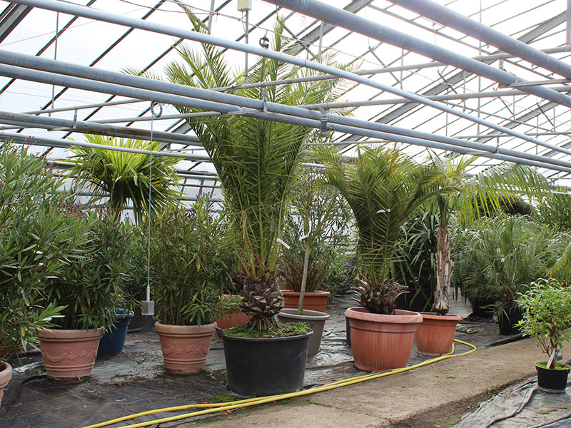 Dauergrabpflege Hammelburg  Umgebung