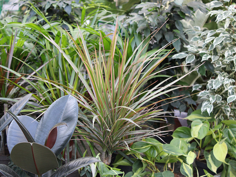 Zimmerpflanzen kaufen