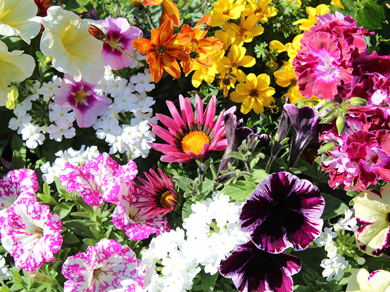 Beet- und Balkonpflanzen vom Gärtner kaufen