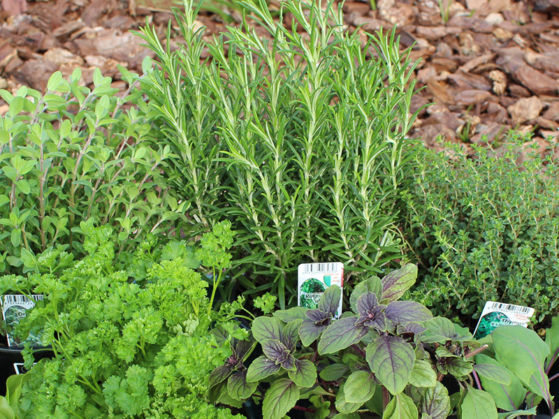 Frische Kräuter kaufen