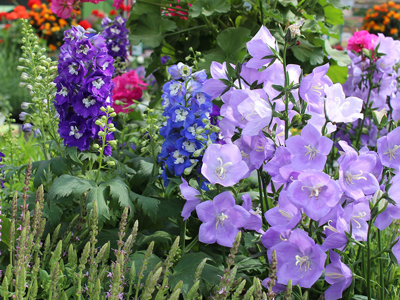 Schöne Stauden aus der Gärtnerei